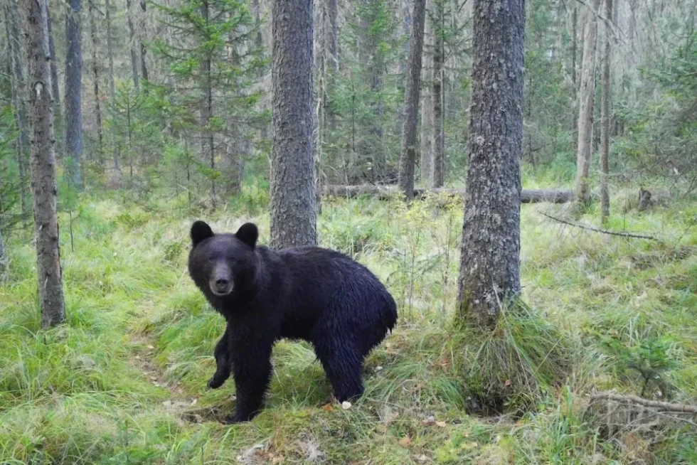 Красноярский край, Приангарье и Приморье вошли в число самых опасных "медвежьих" регионов.