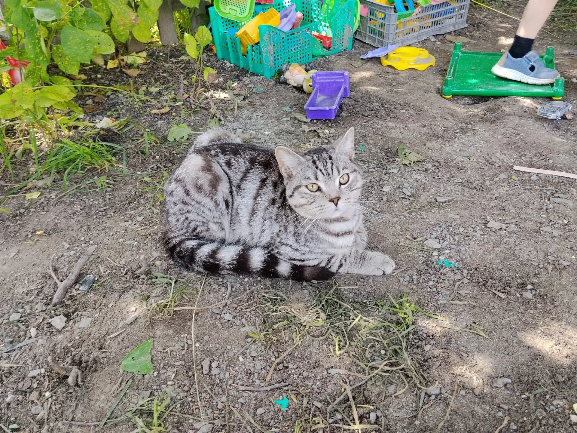 Озерчане! Не первый день приходит очень ласковый и добрый котик в Заозерном. Может чей-то потеряшка?