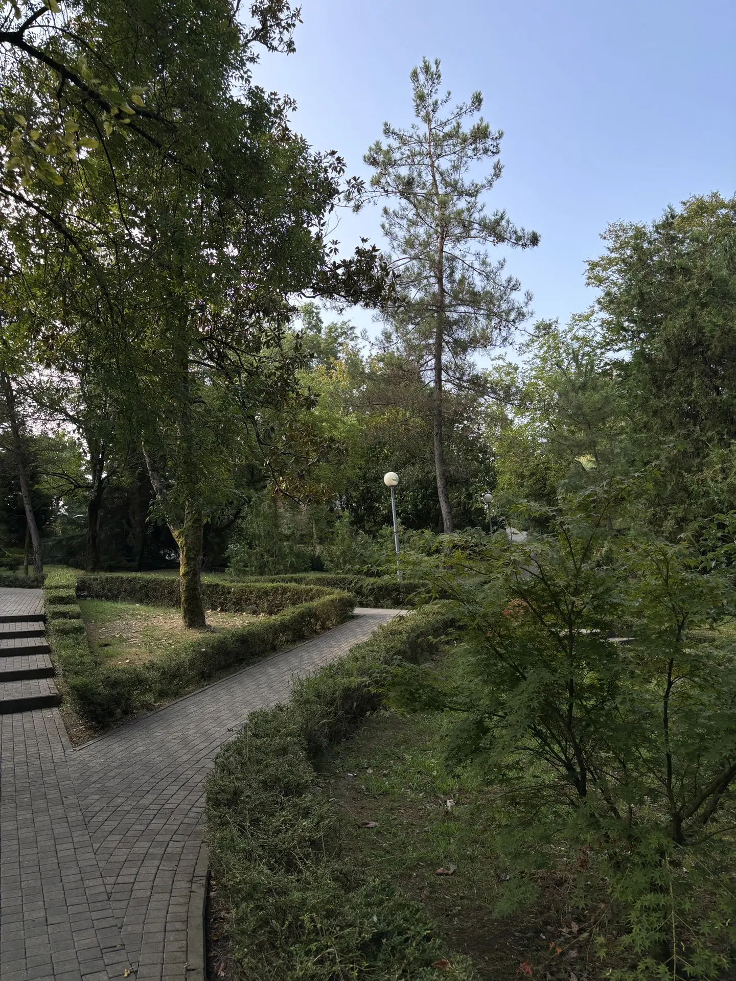 Доброе утро из Дагомыса!🌳☀️