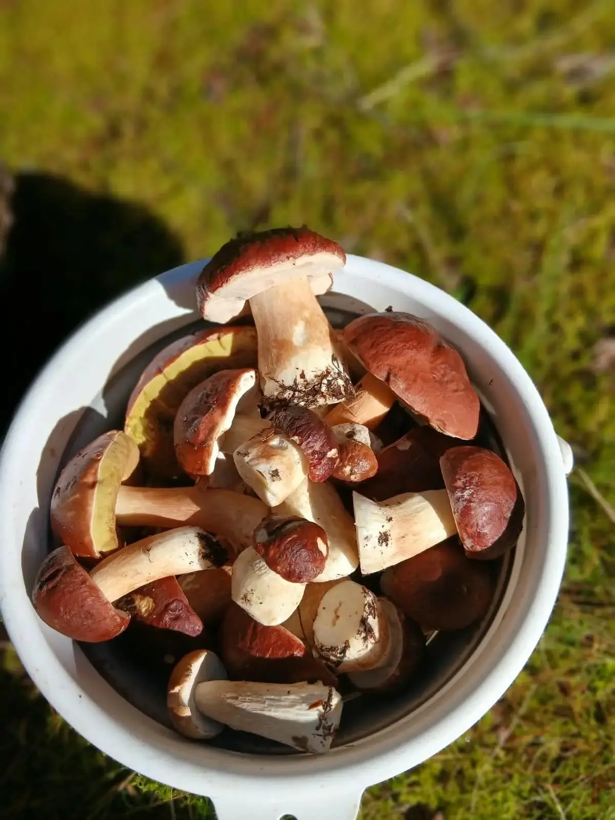 Микологи рассказали, когда Тверскую область накроет вторая грибная волна🍄‍🟫🍂