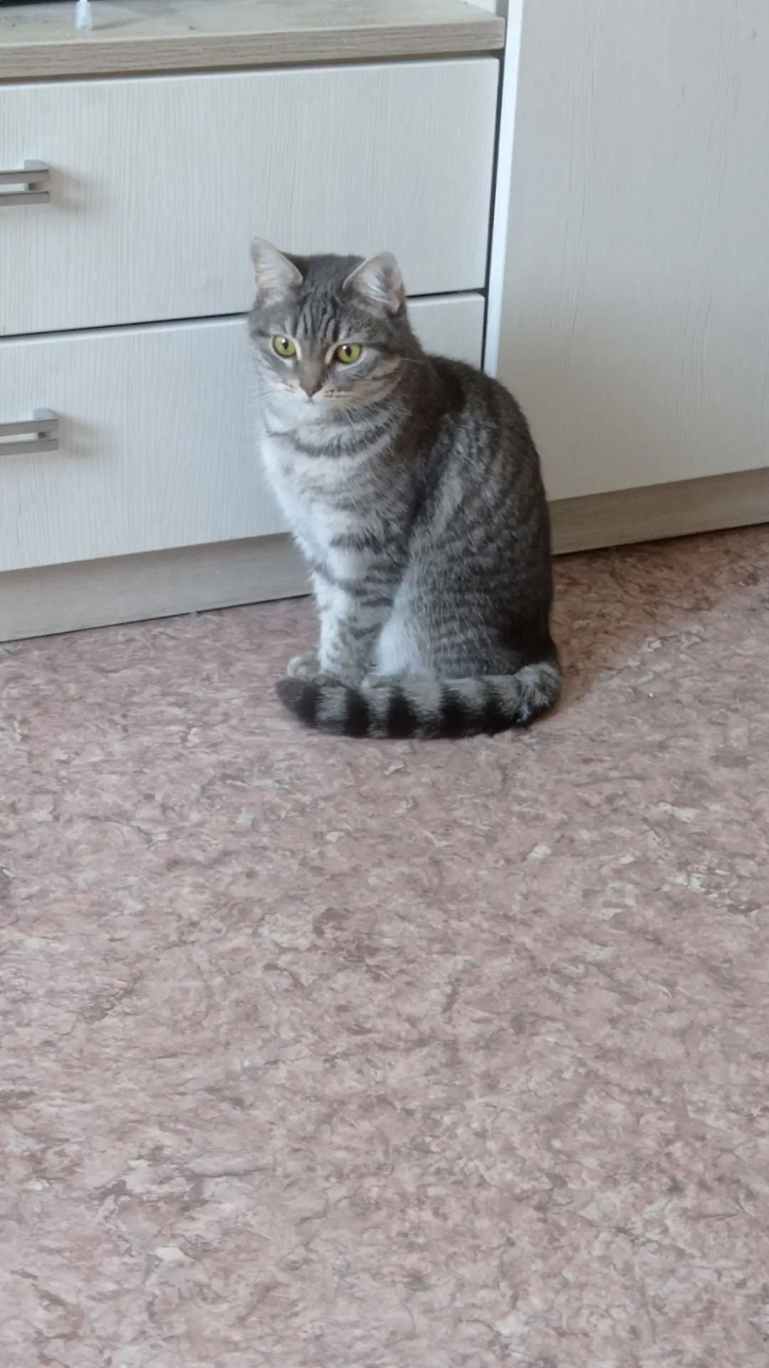Отдам кошку в хорошие руки