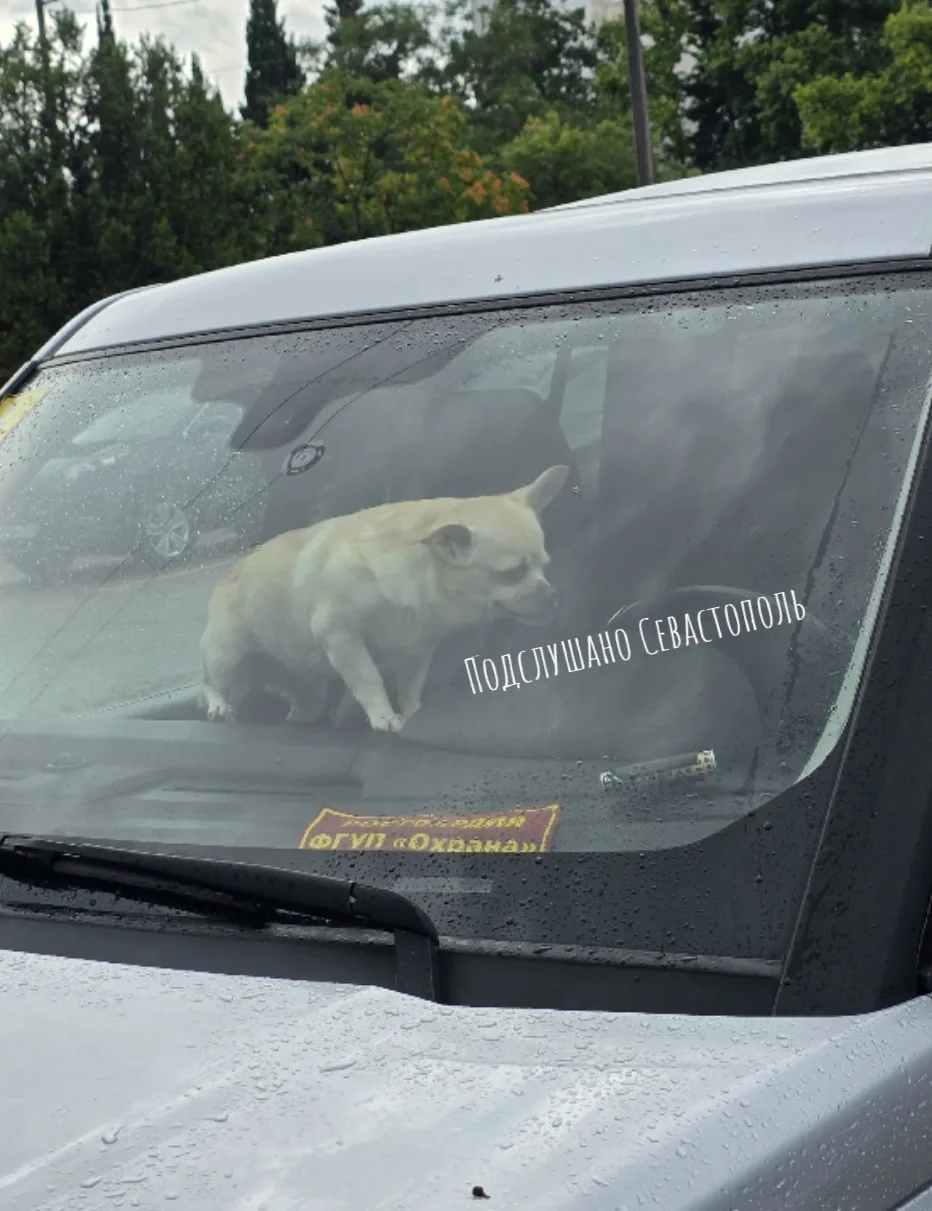Севастопольцы пишут: