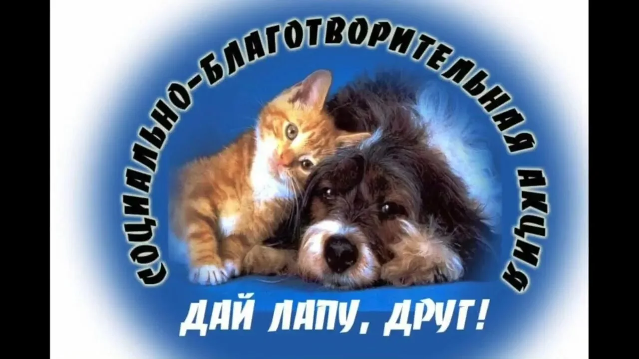 🐈🐕4 октября- Всемирный день защиты животных.
