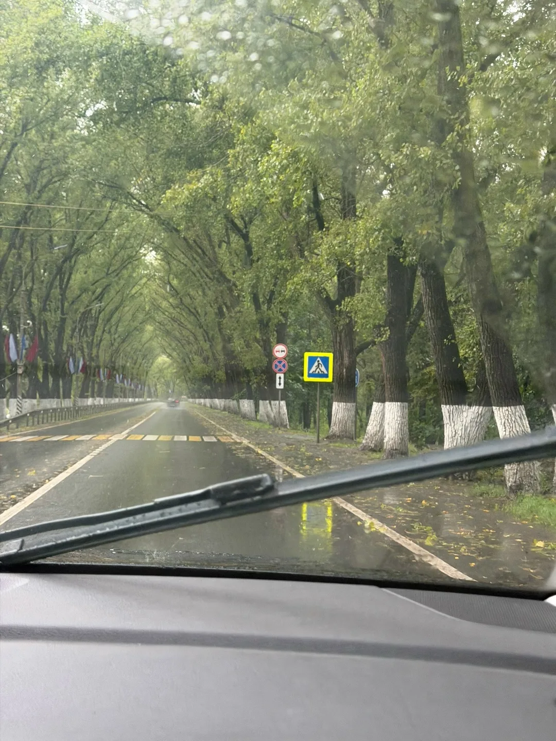 Будьте осторожны! Дождь продлится не один день, ветер валит деревья 🌳