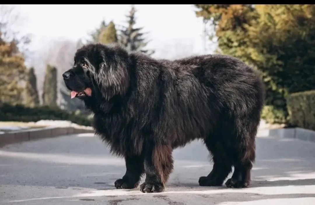 🐕 В Перми хозяин тибетского мастифа выплатил 200 тысяч рублей после нападения собаки на ребёнка.

П