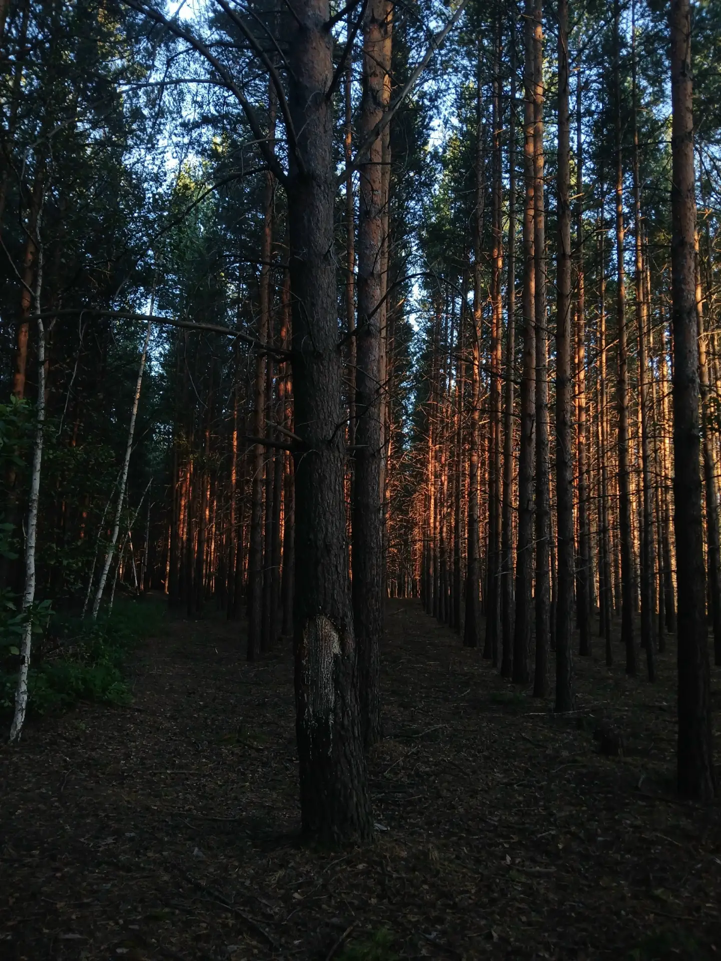 🌲🌱