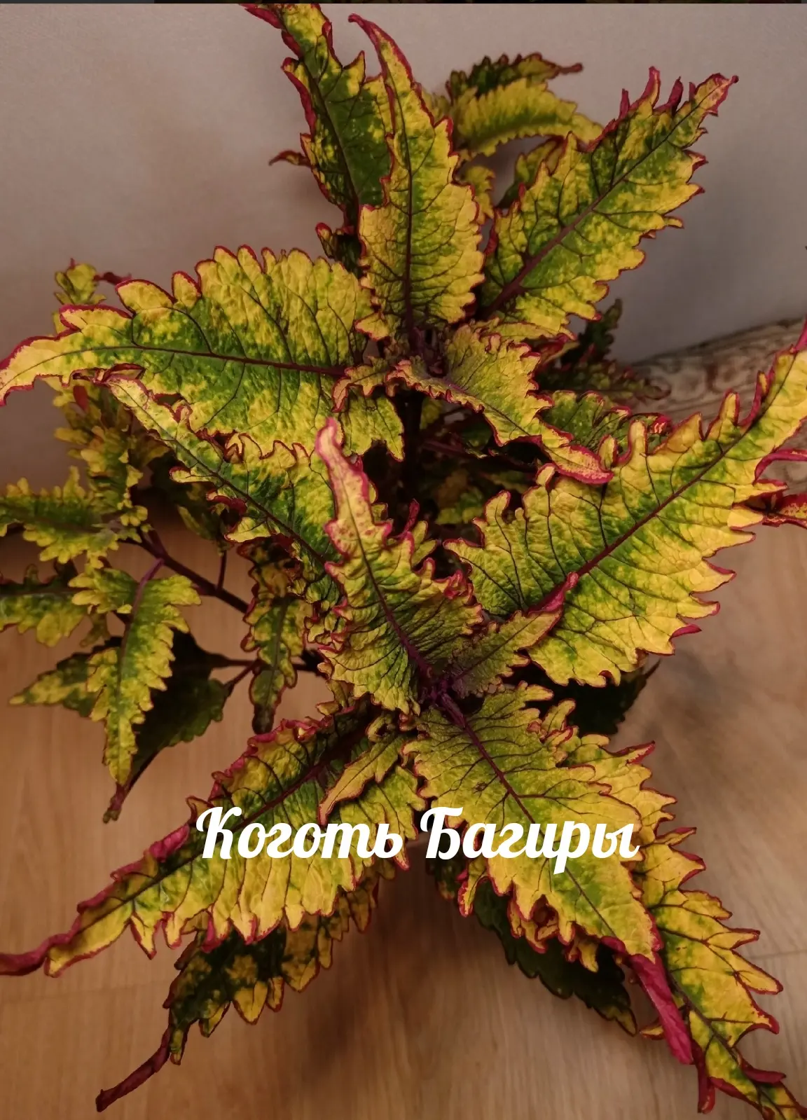 Коготь Багиры