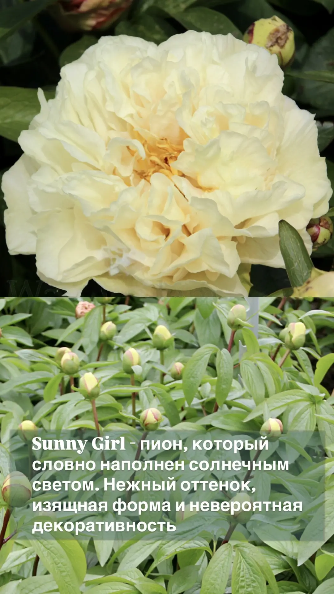 🌸Когда один цветок способен стать главным акцентом всей коллекции…