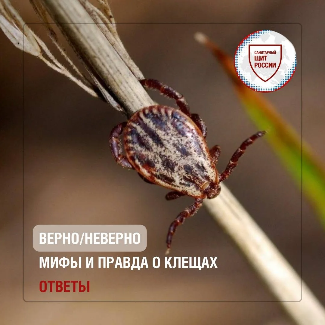 1⃣ – Миф