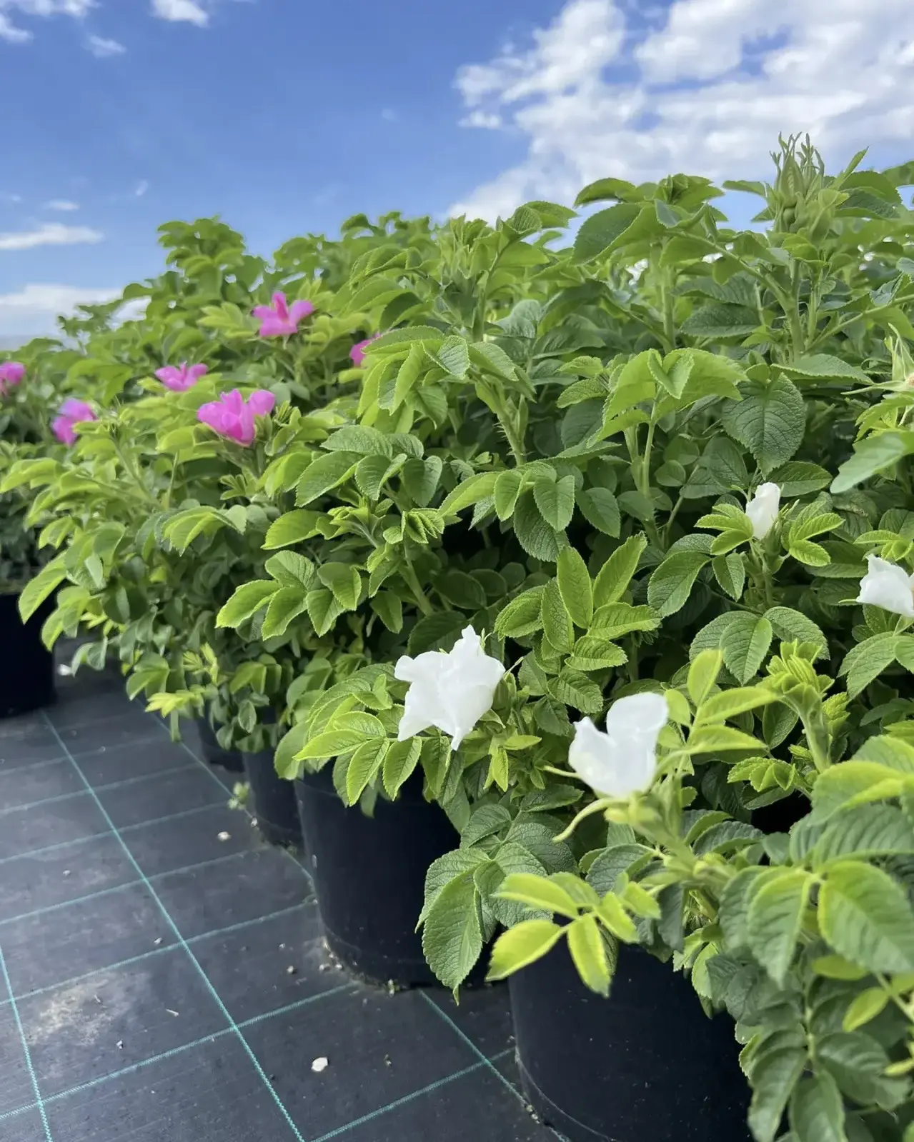 Для ценителей надёжной красоты — роза морщинистая (Rosa rugosa).