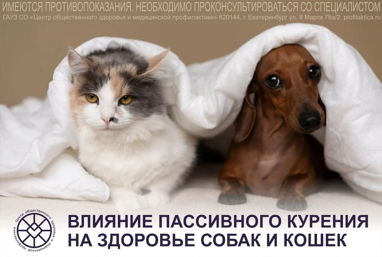 Пассивное курение может оказывать негативное влияние на здоровье не только людей, но и ...
