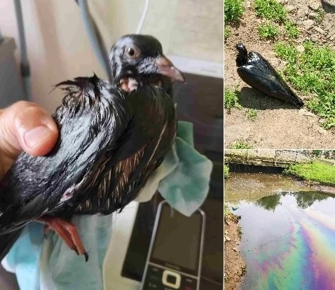 🕊 Кировчане отмывают голубей от мазута в реке Чумовице
  
 
В Нововятске, у школы №62, река почерне