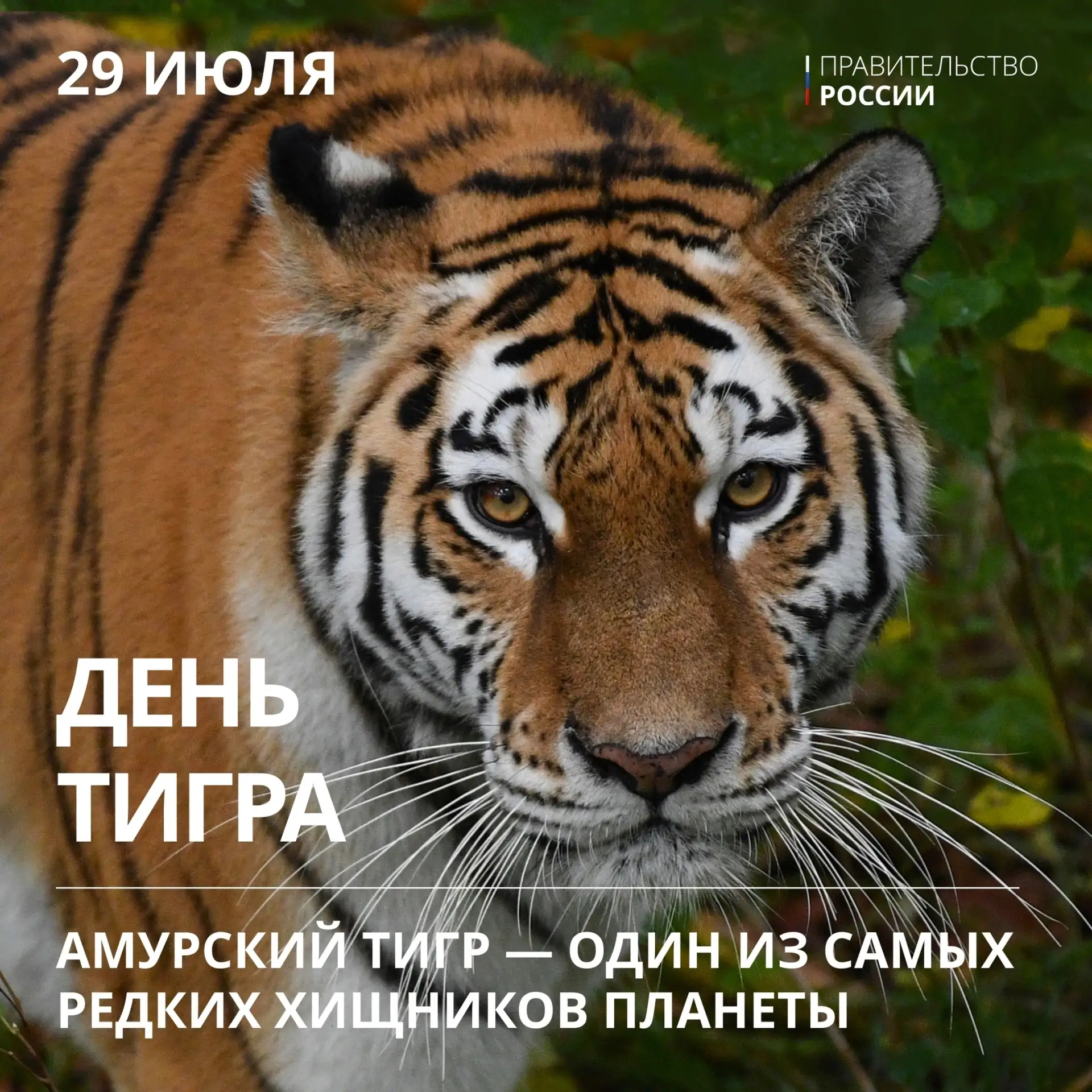 Тигр — один из крупнейших наземных хищников, уступающий по массе лишь белому и бурому медведям. 🐅 И