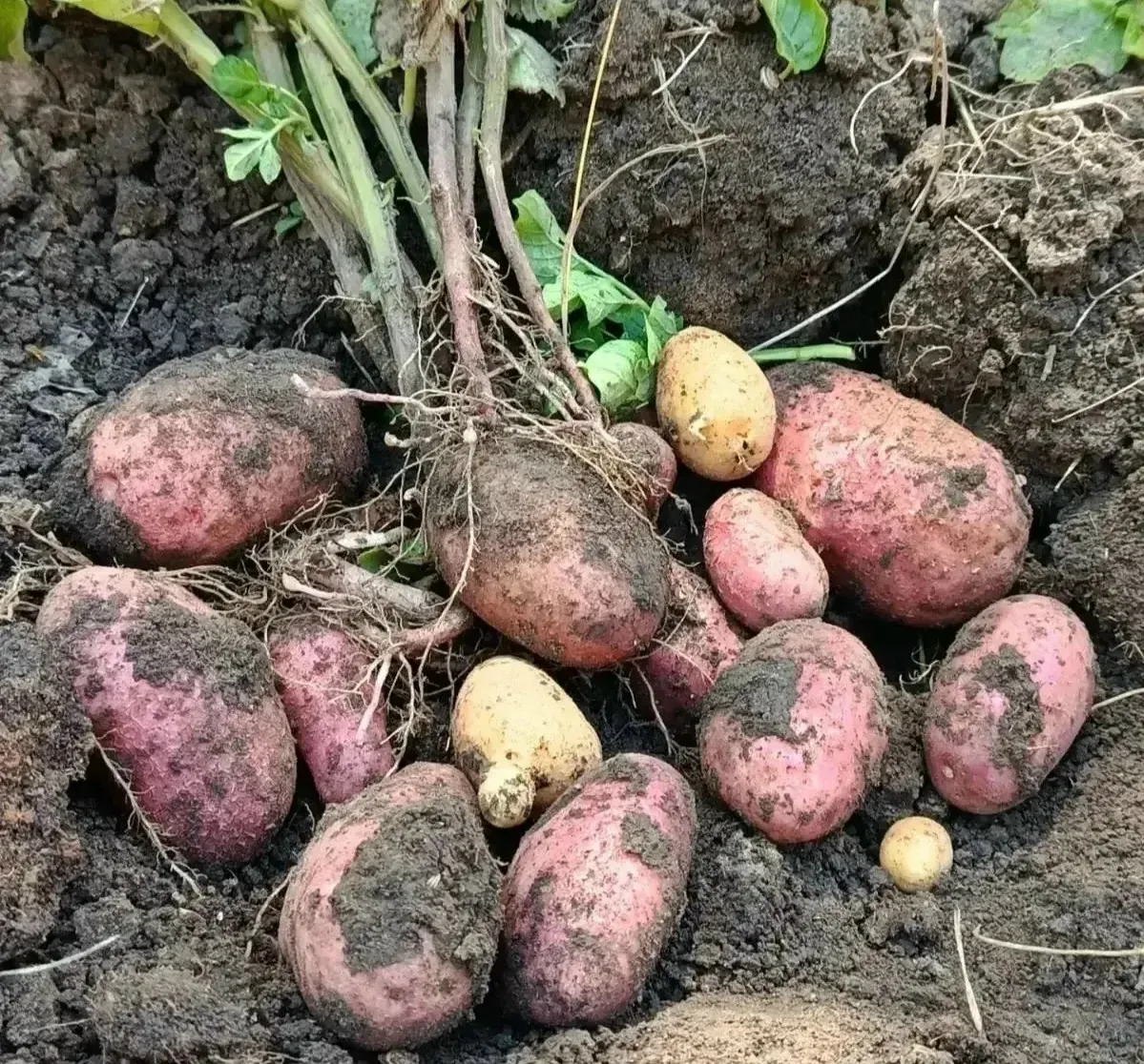 На Ставрополье начали копать молодой картофель, первые тонны уже в закромах 🥔