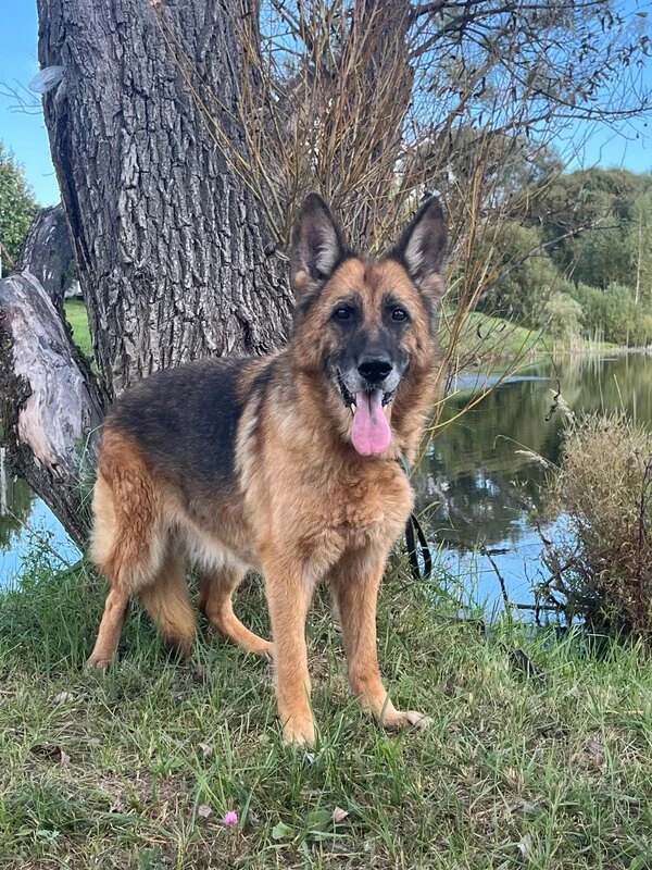 #овчаркаСанта передаёт всем привет🐾 Красавца прекрасно выглядит и так же себя чувствуе...