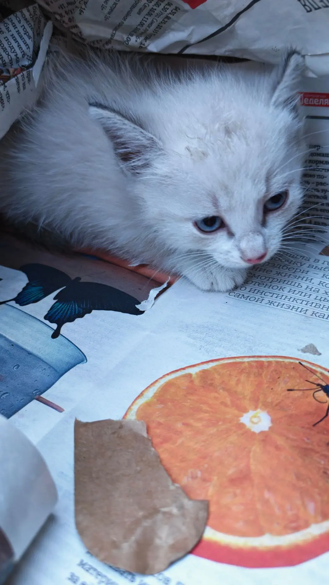 Нам подкинули котят! 😺😺