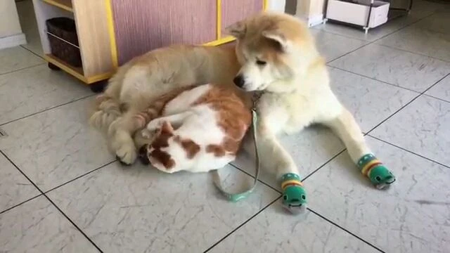 Кажется наша прогулка немного откладывается...😼
