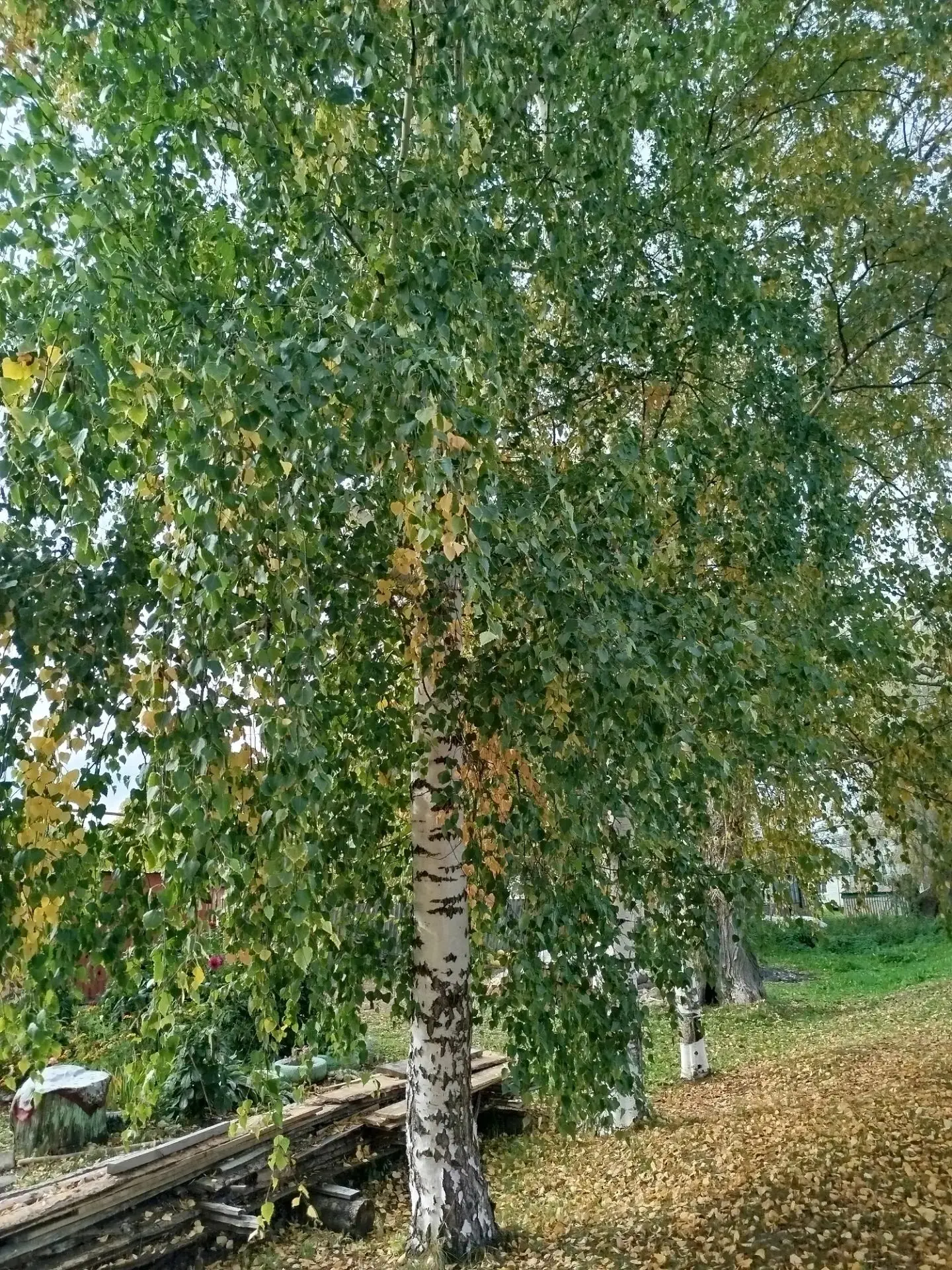 В Андреевке началась красивая осень! 🍂🧡