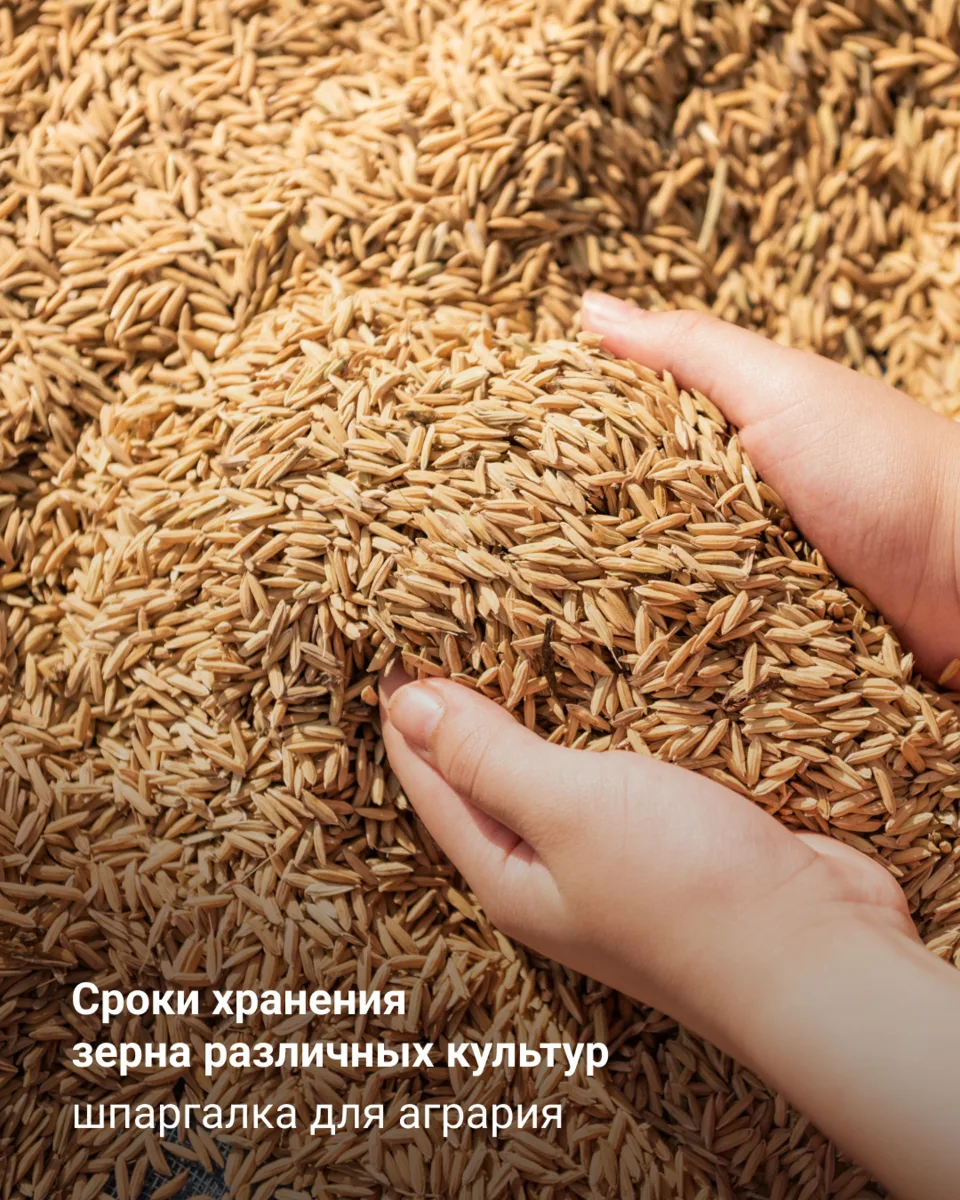 Сроки хранения зерна

В России нет нормативов, содержащих конкретные сроки хранения зерна различны
