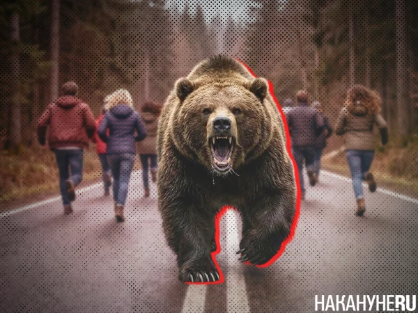 🐻 Зоолог: Медведи выходят к людям из-за того, что больны