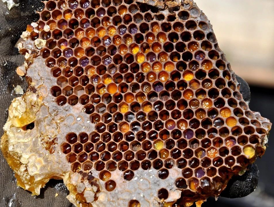 ПЕРГА
🐝 Перга - чудесный продукт, знакомый исстари. Перга имеет  в своём составе витамины: А, В, С,