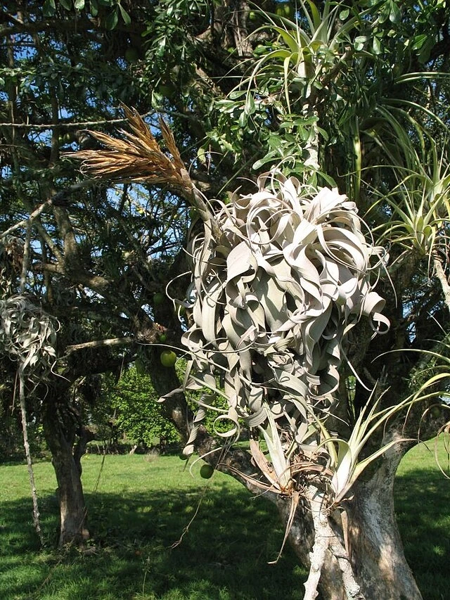 Tillandsia Xerographica произрастает на юге Мексики, в Сальвадоре, Гватемале и Гондурасе. Они растут