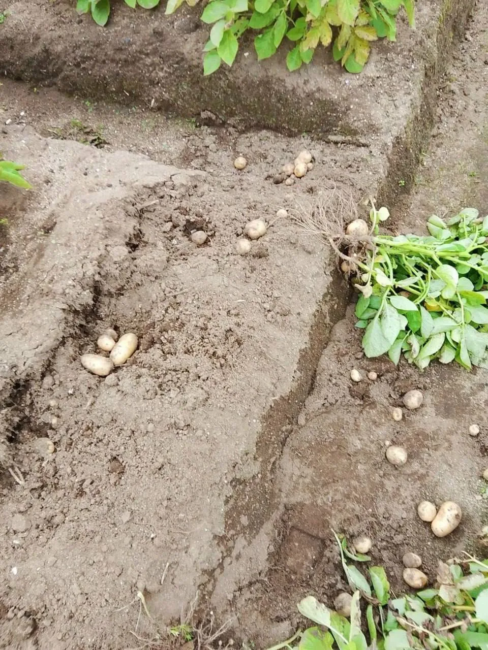 🥔 В Ловозере неизвестные воруют картошку со школьных грядок