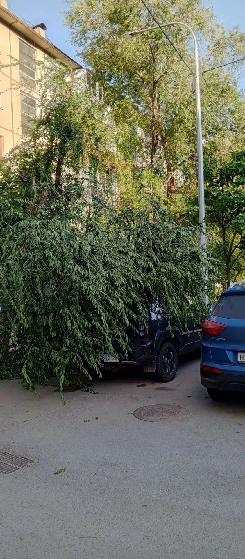 УК «Волгоград Южный» проигнорировала опиловку деревьев — пострадал автомобиль.

На Остравской, 12 де