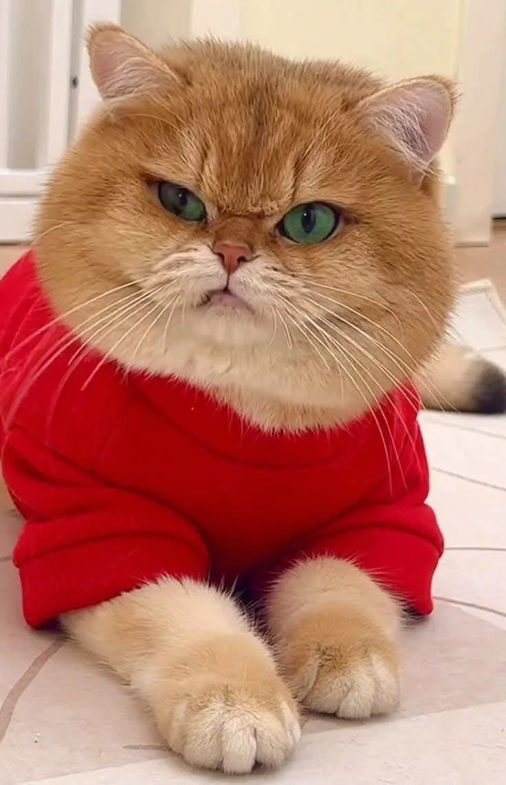 Сердитый котик: „Где моя еда?!“ 😾