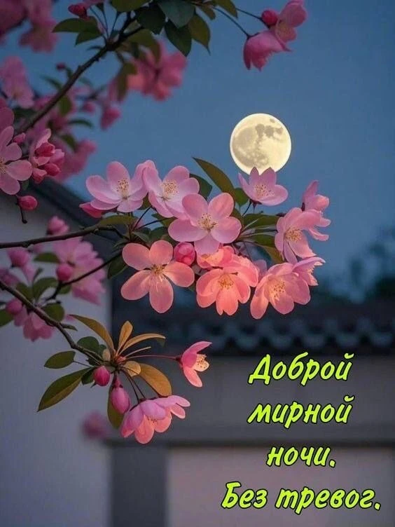 Открытки в ТГ
Открытки в МАХ