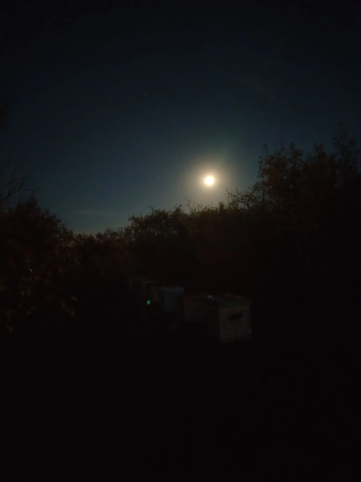 Лунная ночь на Пасеке 🐝🌕