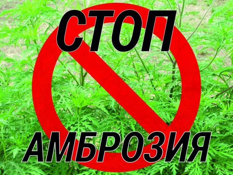 ❗️Борьба с амброзией