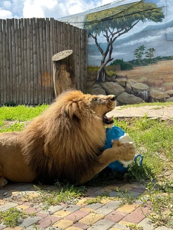 Сегодня принимает 👏 поздравления сам царь зверей! 👑 
🦁 Цезарю исполнилось 17 лет! 🎂
Это серьезна