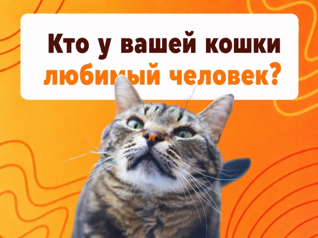 🐱 Кто у вашей кошки любимый человек? 🐱