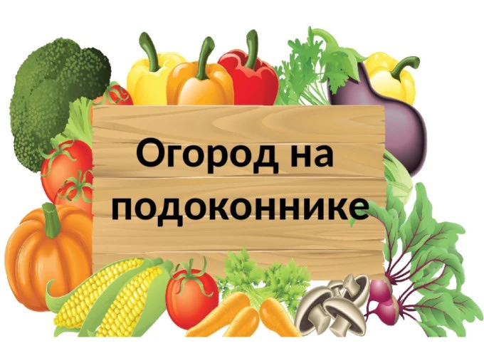 Огород на окне в детском саду: первые всходы и большие планы! 
 Друзья, мы начинаем новую, увлекател