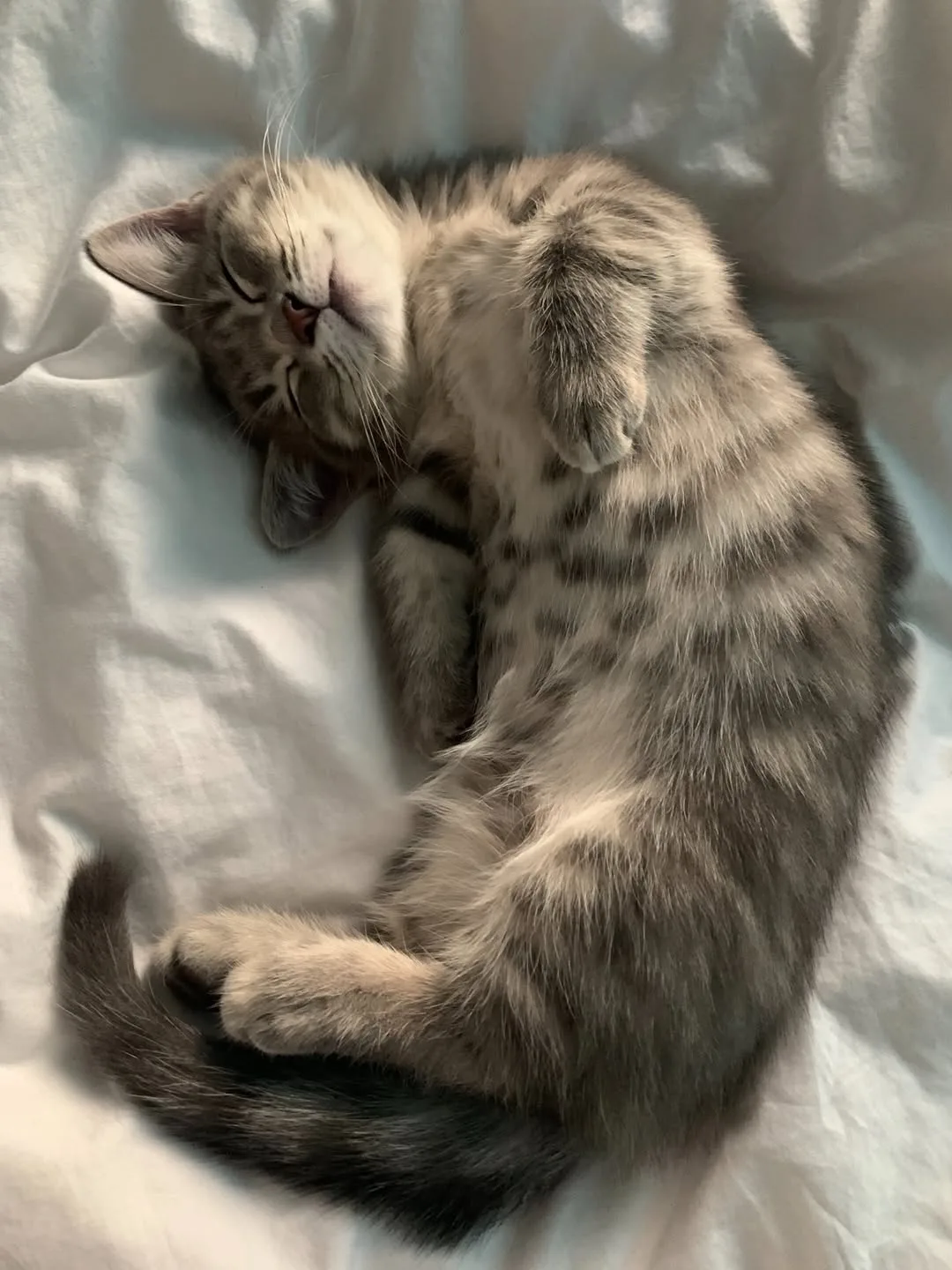 Спать :3

Котики 🐱