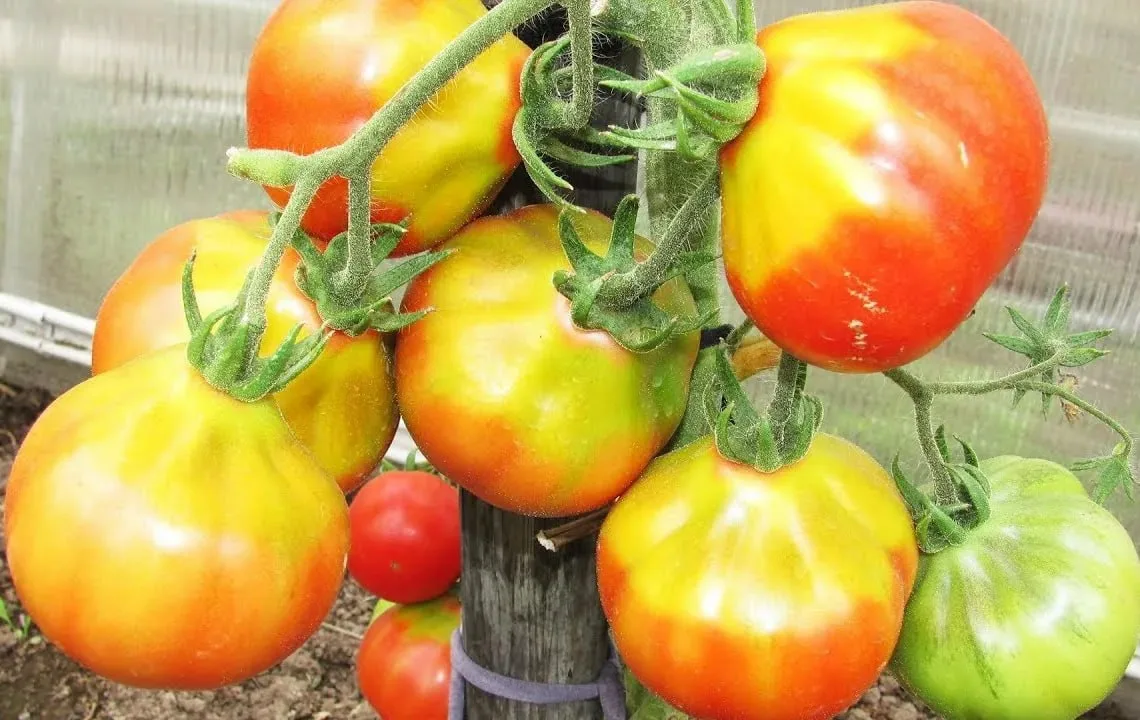 🍅 Почему у томатов появляются жёлтые плечики