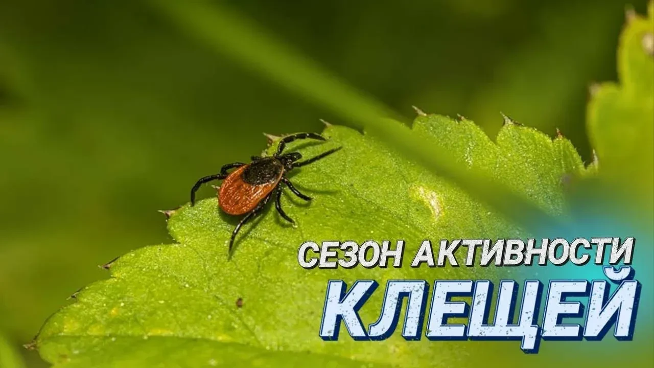 Привет, друзья! ☀️Весна — время пикников, прогулок по лесу и наслаждения природой. Но е...