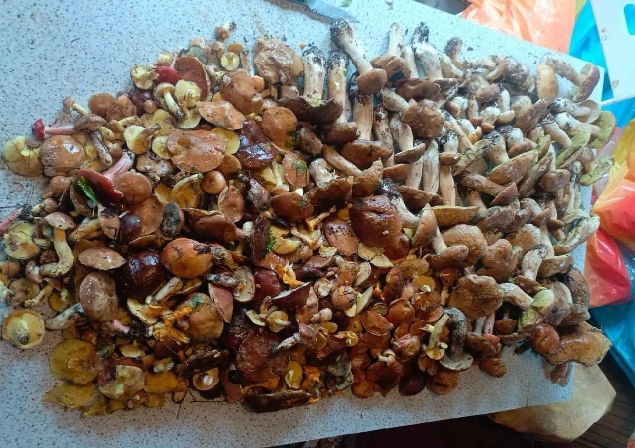 🍄‍🟫 Грибной бум ждут в Москве и Подмосковье уже на следующей неделе