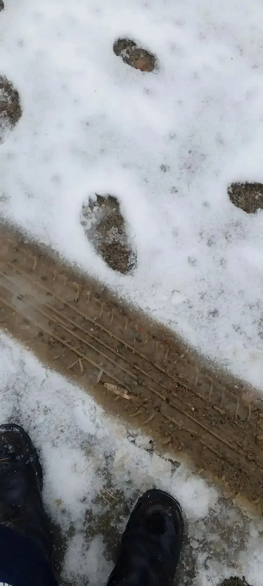 🐾 Медвежьи следы
