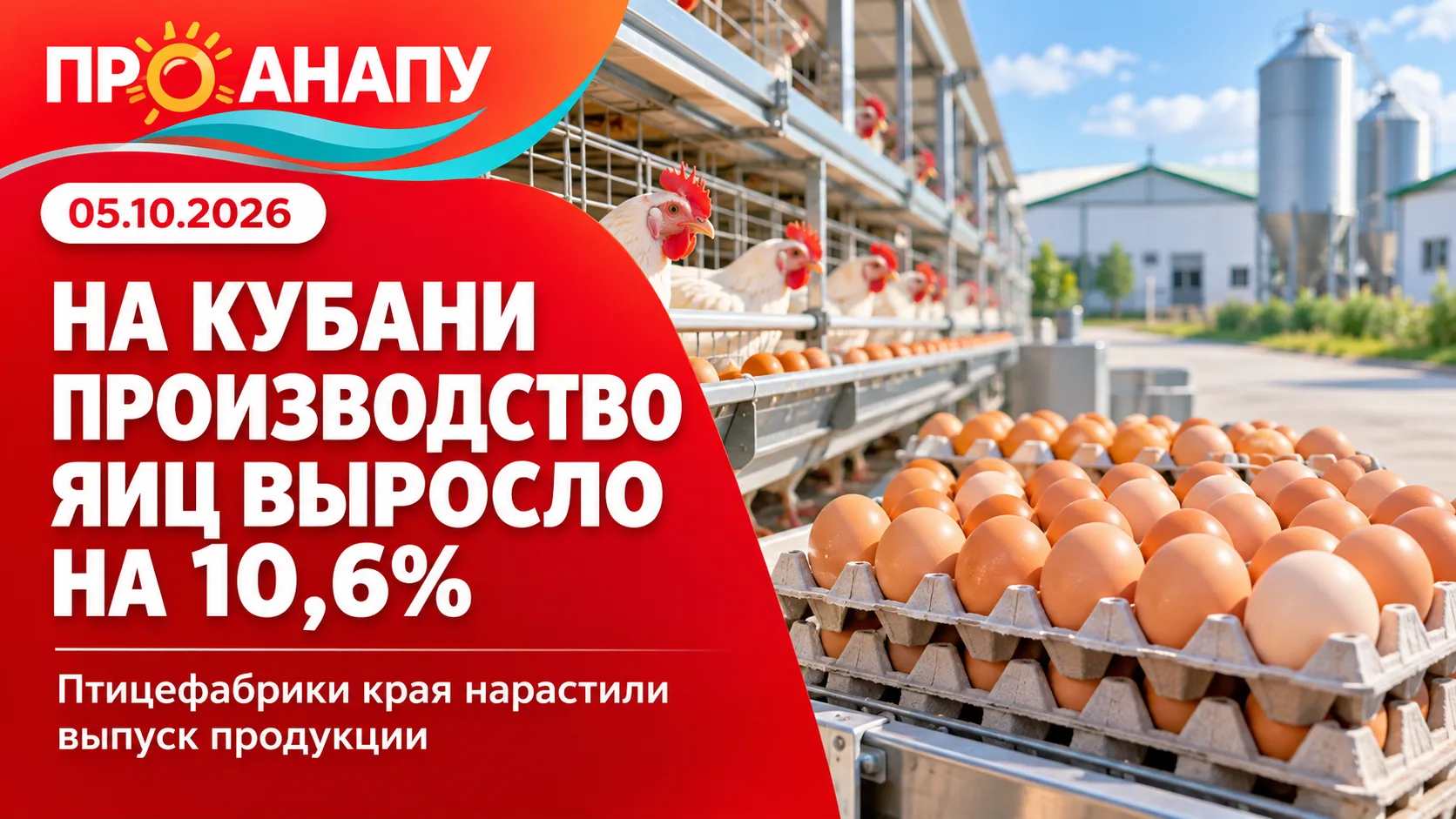 На Кубани производство яиц за год выросло более чем на 10%