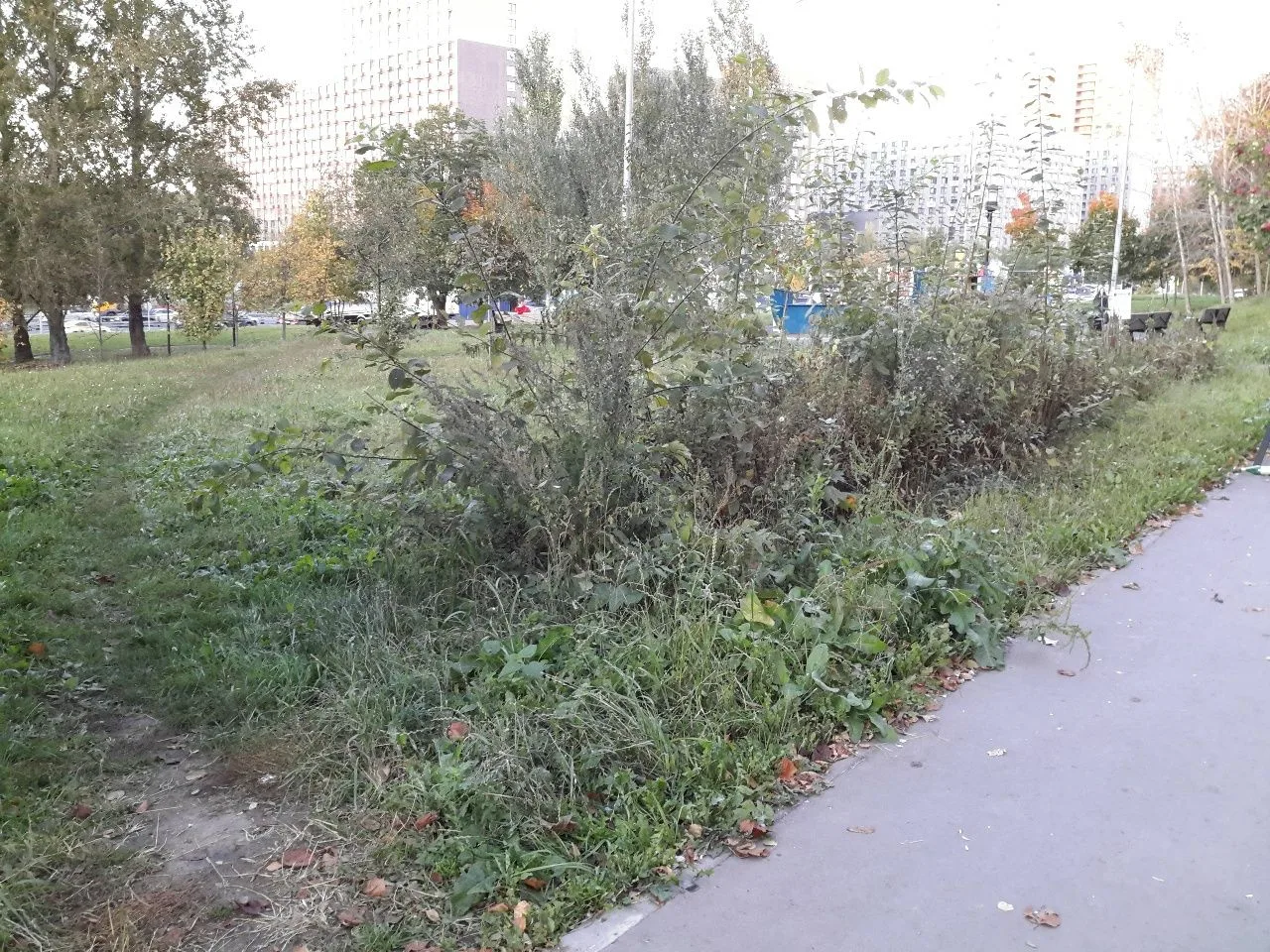 Кто может сказать ,что за кусты растут около венткиоска метро на Богданеова?