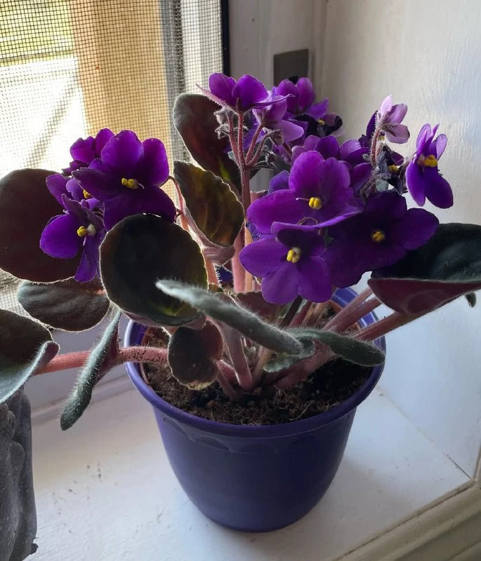 Сенполия: яркое украшение дома 🌸