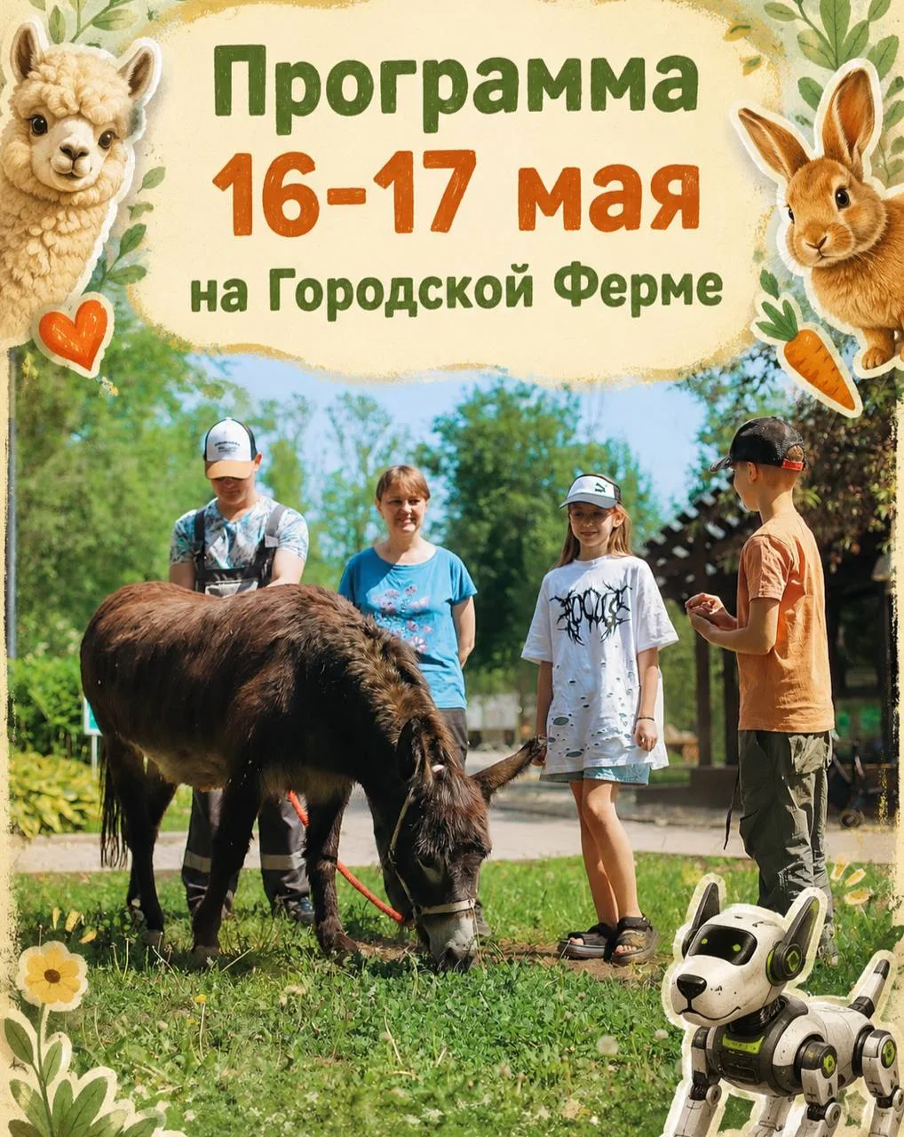 Выходные 16-17 мая на Городской Ферме ВДНХ  🦙 Прогулки и общение с животными: Прогулка с альпака: 14