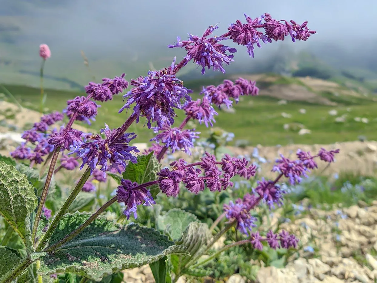 Шалфей мутовчатый Salvia verticillata  Этот многолетник однозначно станет украшением сада, особенно,