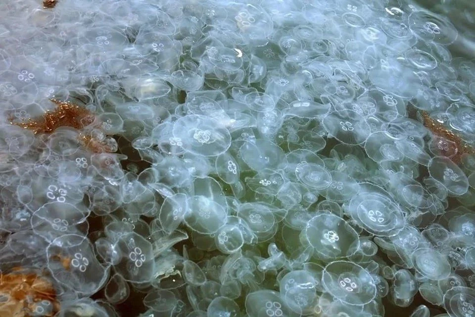 На Азовском море опять снова нашествие медуз