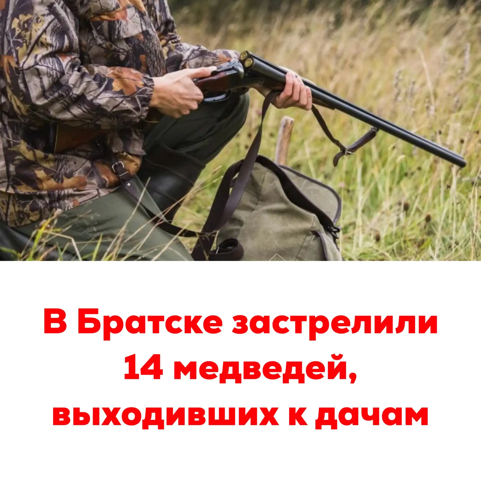 🔴В Братске застрелили 14 медведей, выходивших к дачам