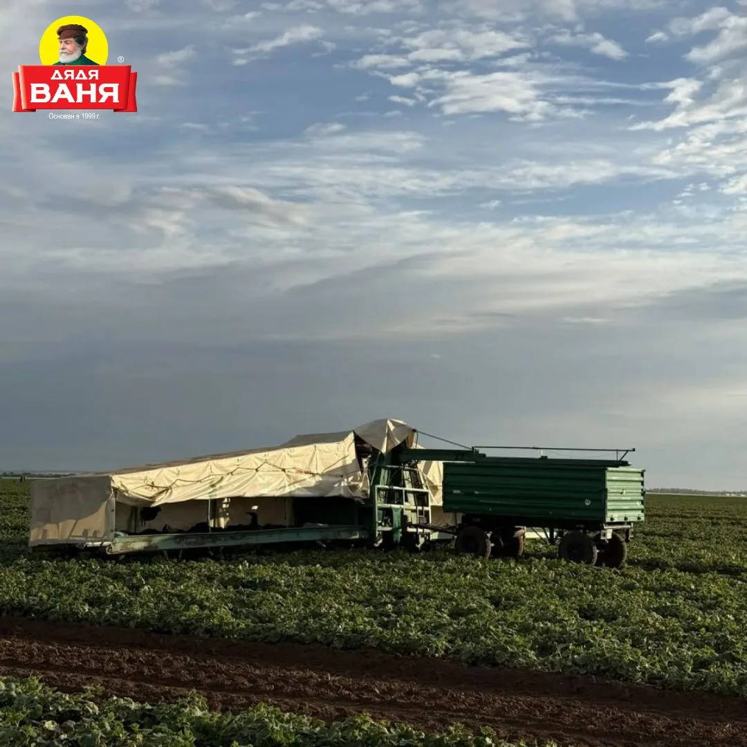🌱 Старт сбора урожая!

На полях Ахтубы начался ручной сбор огурцов🥒

Ещё утром огурчики были на на