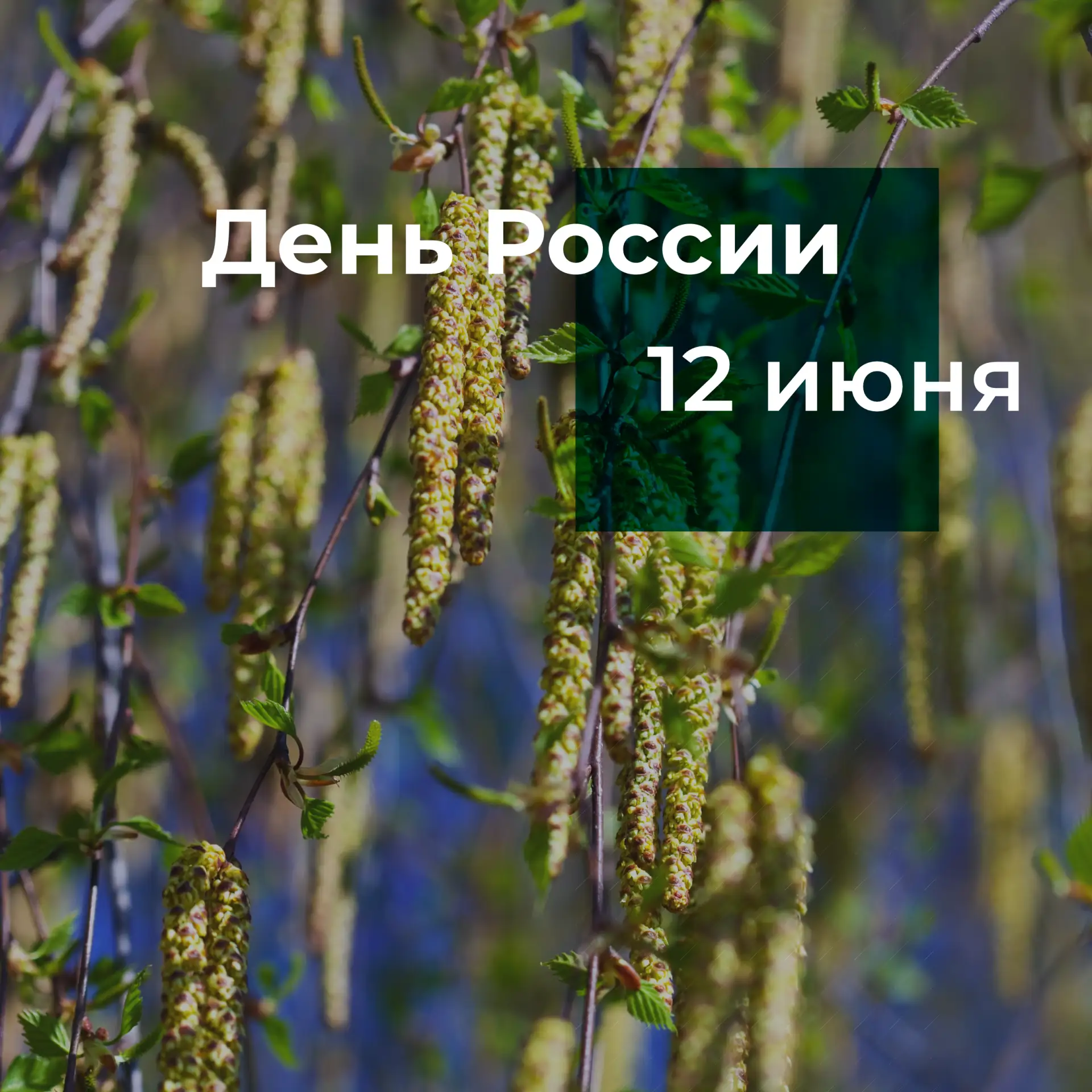 12 июня — день, который напоминает: мы не одни. За нашими окнами — огромная страна. С березами и тих