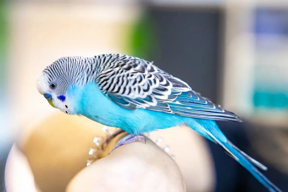 Лучший на работе!  🦜В Ликино-Дулеве появилась настоящая звезда. Попугай по имени Чико – главный сотр
